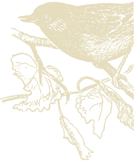 Bird Illustration